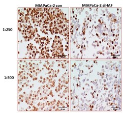 MilliporeSigma HAF/SART1, Mouse, Unlabeled, Clone: 1-2, 100&mu;L; Unlabeled:Antibodies,